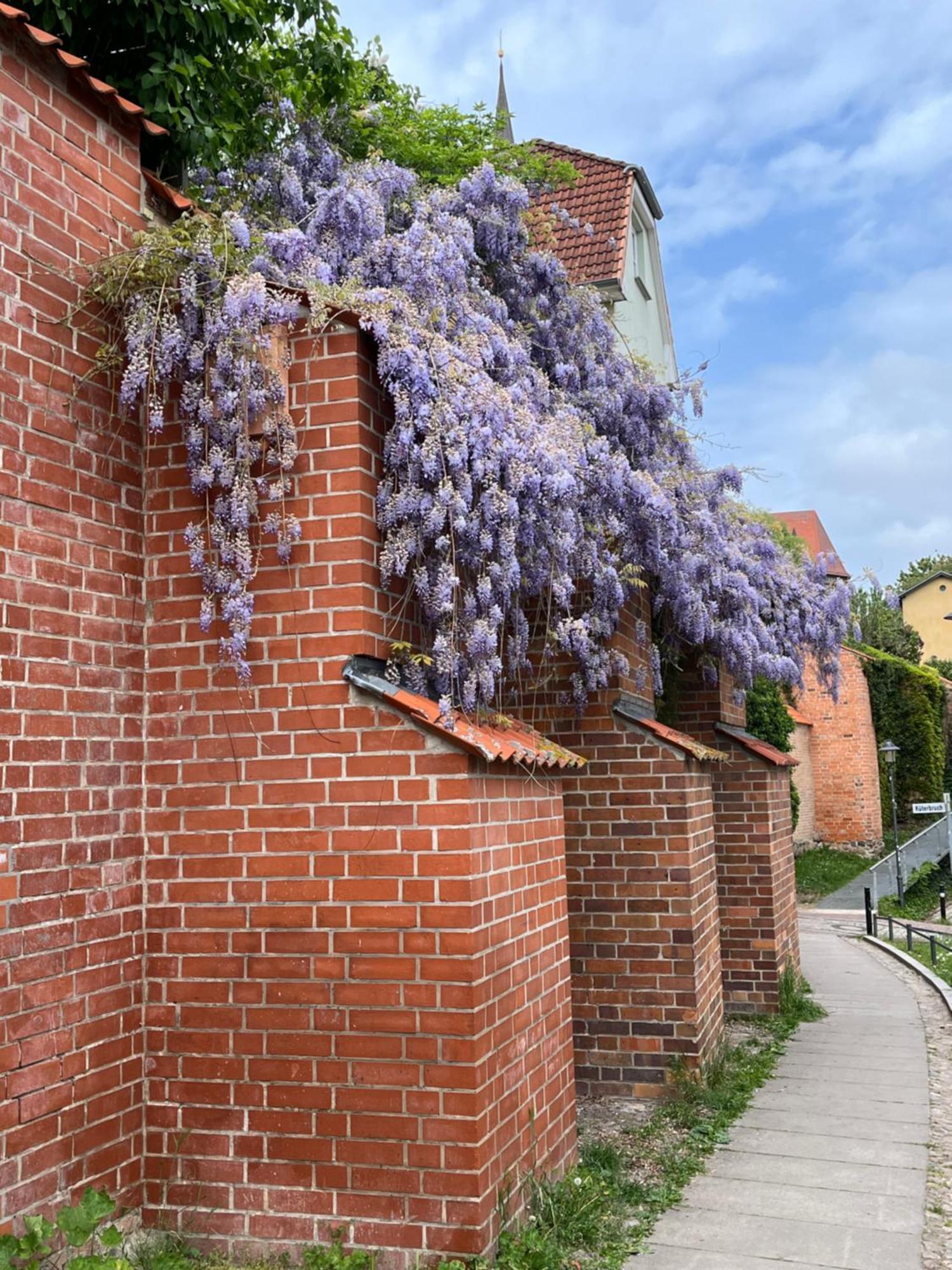 Ferienwohnung An Der Historischen Stadtmauer 罗斯托克 外观 照片